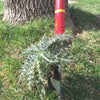 Weeding Tools - WOLF-Garten Weed Removal Tool - BlueStoneGarden
